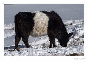 oreo cookie cow copy.jpg